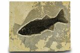 Uncommon Fish Fossil (Mioplosus) - Wyoming #327802-1